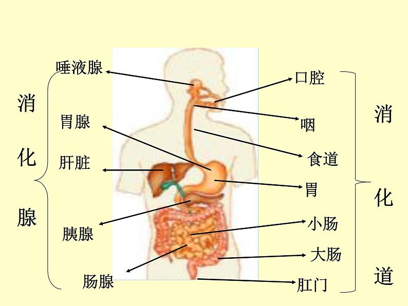 苏教版七年级下册生物 9.2人体的消化与吸收 课件第4页