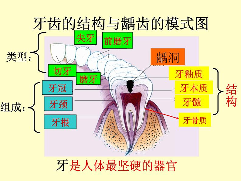 苏教版七年级下册生物 9.2人体的消化与吸收 课件第6页