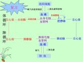 苏教版七年级下册生物 10.3人体和外界环境的气体交换 课件
