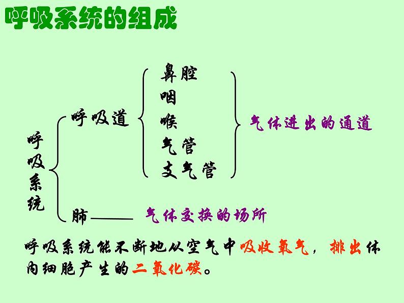 苏教版七年级下册生物 10.3人体和外界环境的气体交换 课件第5页