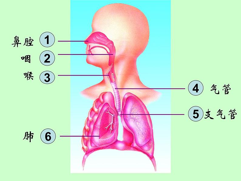 苏教版七年级下册生物 10.3人体和外界环境的气体交换 课件第6页