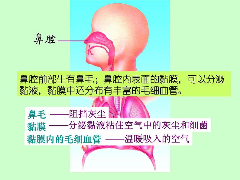 苏教版七年级下册生物 10.3人体和外界环境的气体交换 课件第7页