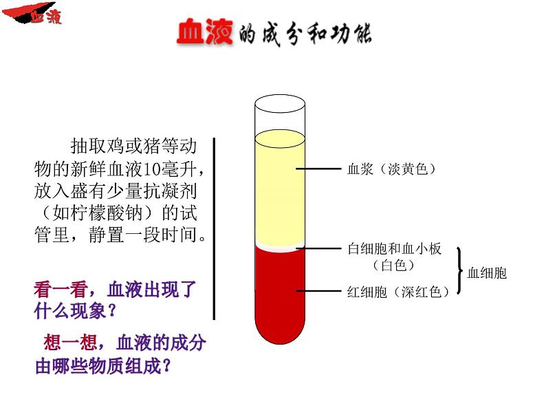 苏教版七年级下册生物 10.1血液和血型 课件04