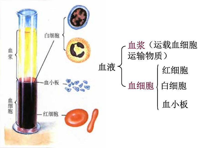 苏教版七年级下册生物 10.1血液和血型 课件05