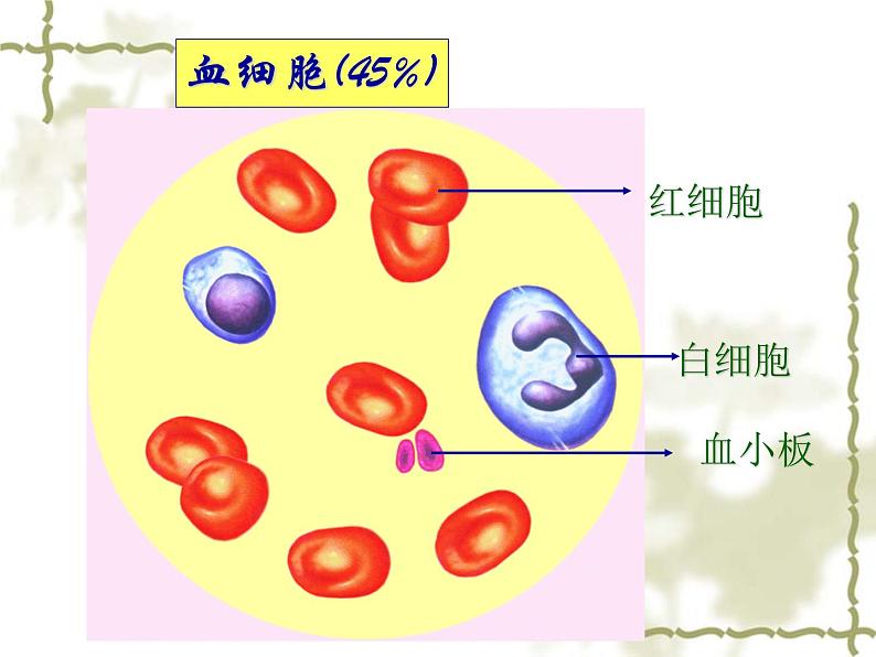 苏教版七年级下册生物 10.1血液和血型 课件07