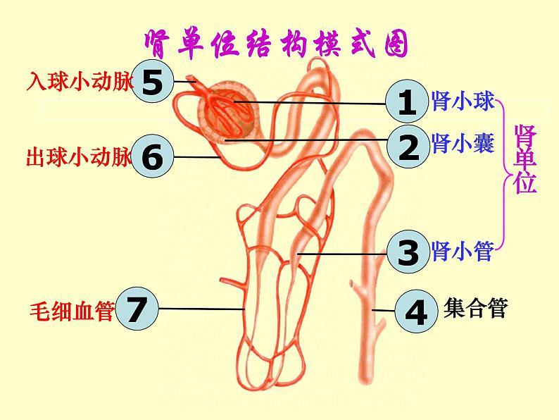 苏教版七年级下册生物 11.2人体废物的排出 课件02