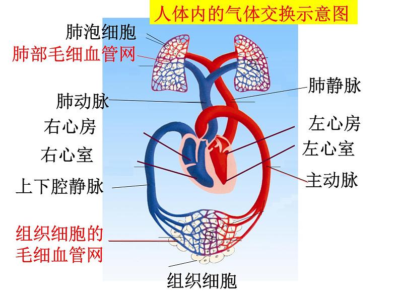 苏教版七年级下册生物 10.4人体内的气体交换 课件07