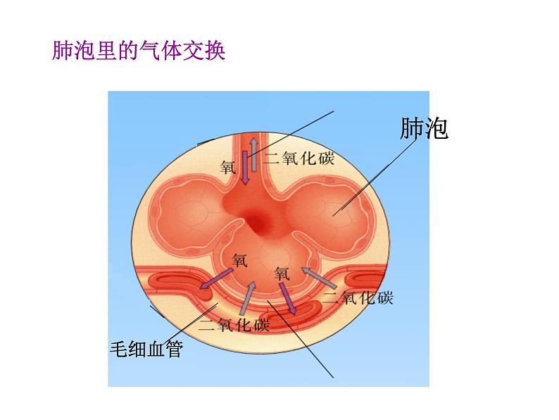 苏教版七年级下册生物 10.4人体内的气体交换 课件08