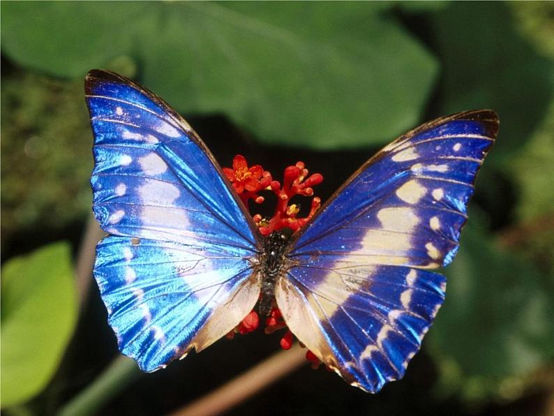 苏教版八年级下册生物 21.3昆虫的生殖与发育 课件03