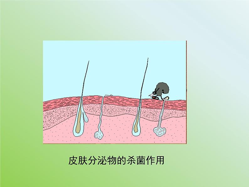 苏教版八年级下册生物 25.3免疫 课件04