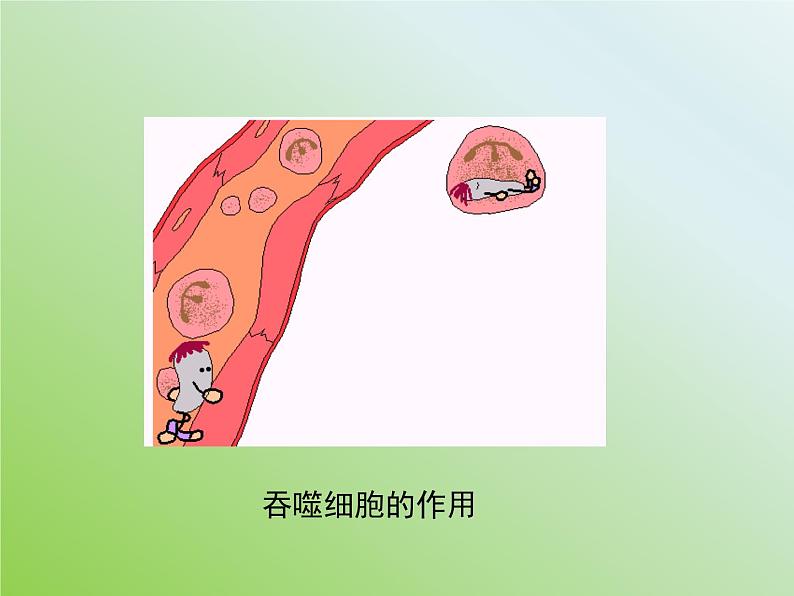 苏教版八年级下册生物 25.3免疫 课件07