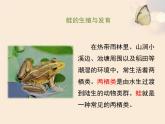 苏教版八年级下册生物 21.4两栖类的生殖与发育 课件