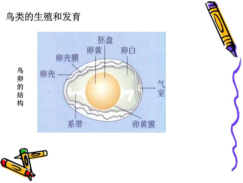 苏教版八年级下册生物 21.5鸟类的生殖与发育 课件04