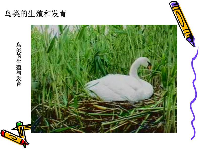 苏教版八年级下册生物 21.5鸟类的生殖与发育 课件08