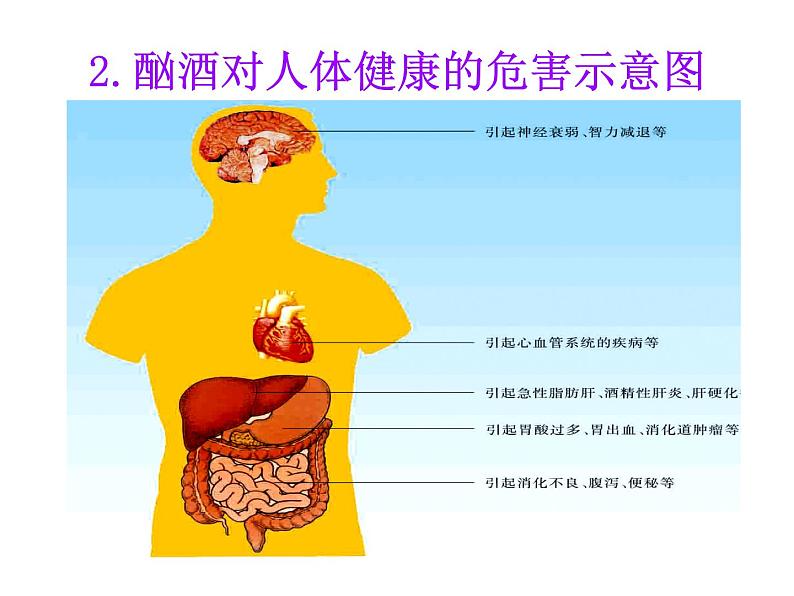 苏教版八年级下册生物 26.1远离烟酒  课件07