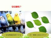 苏教版八年级下册生物 22.5生物的变异 课件