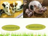 苏教版八年级下册生物 22.5生物的变异 课件