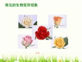 苏教版八年级下册生物 22.5生物的变异 课件