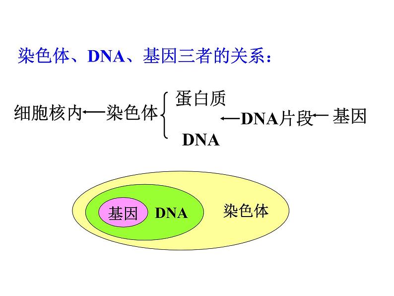 苏教版八年级下册生物 22.2人的性状和遗传 课件02