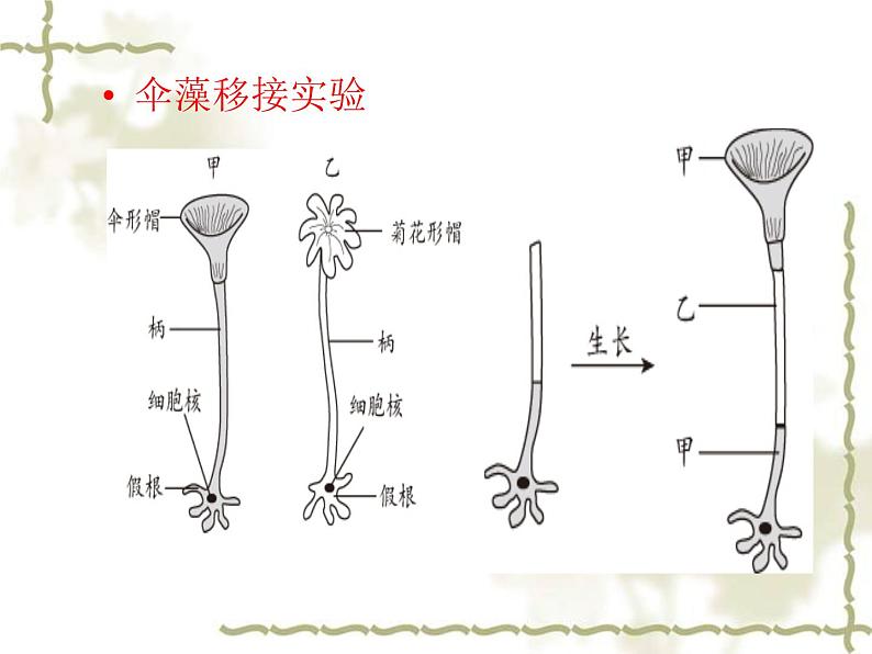 苏教版八年级下册生物 22.1DNA是主要的遗传物质 课件05