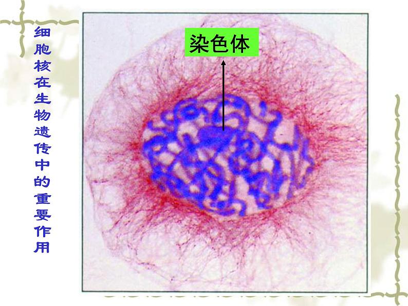 苏教版八年级下册生物 22.1DNA是主要的遗传物质 课件08