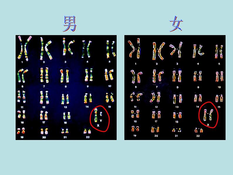 苏教版八年级下册生物 22.3人的性别决定 课件04