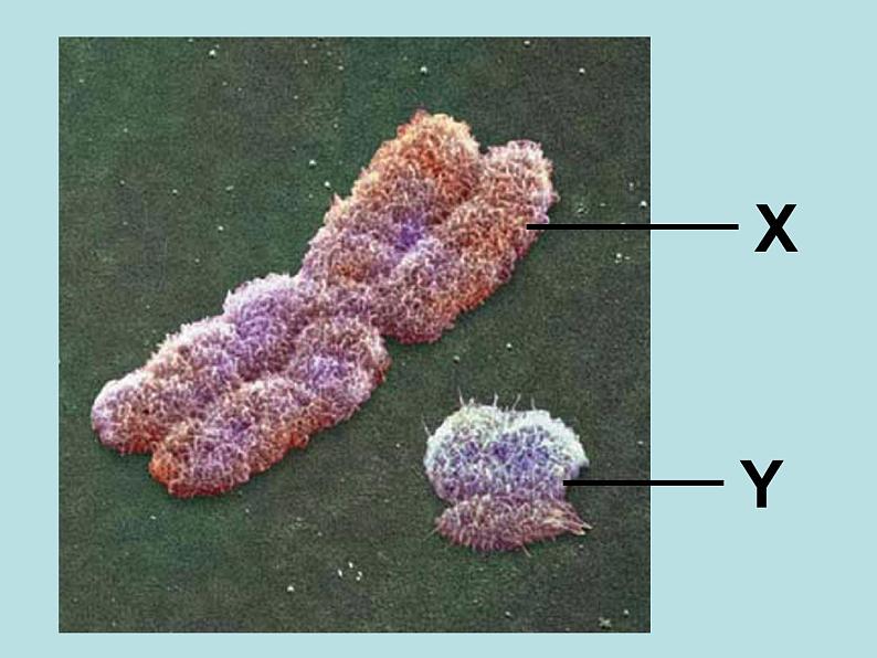苏教版八年级下册生物 22.3人的性别决定 课件05