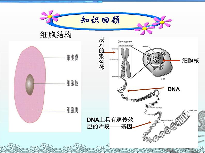 苏教版八年级下册生物 24.1现代生物技术的应用 课件第4页