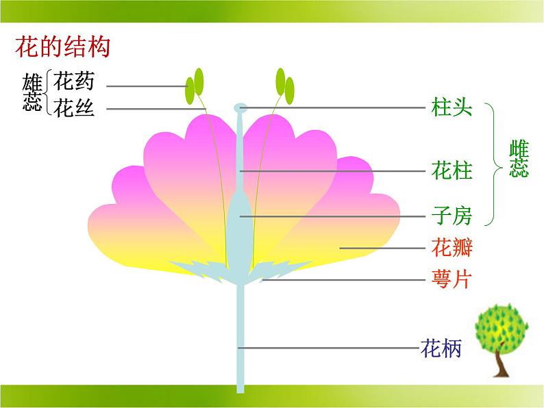 苏教版八年级下册生物 21.2植物的有性生殖 课件02