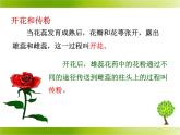 苏教版八年级下册生物 21.2植物的有性生殖 课件