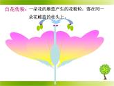 苏教版八年级下册生物 21.2植物的有性生殖 课件