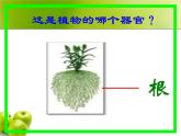 苏科版七年级下册生物 9.1植物体的组成 课件