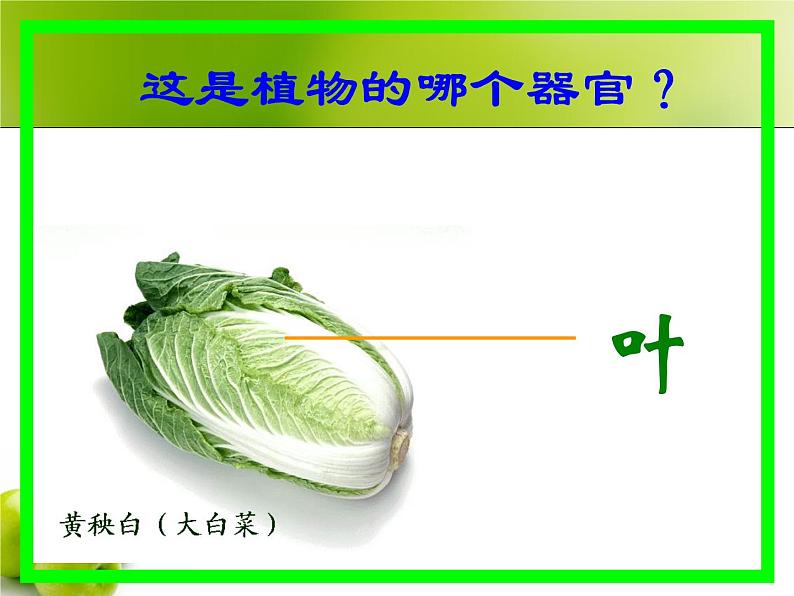 苏科版七年级下册生物 9.1植物体的组成 课件第5页