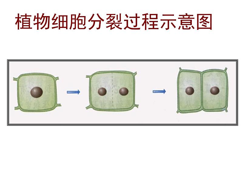 苏科版七年级下册生物 8.2细胞的分裂和分化 课件06