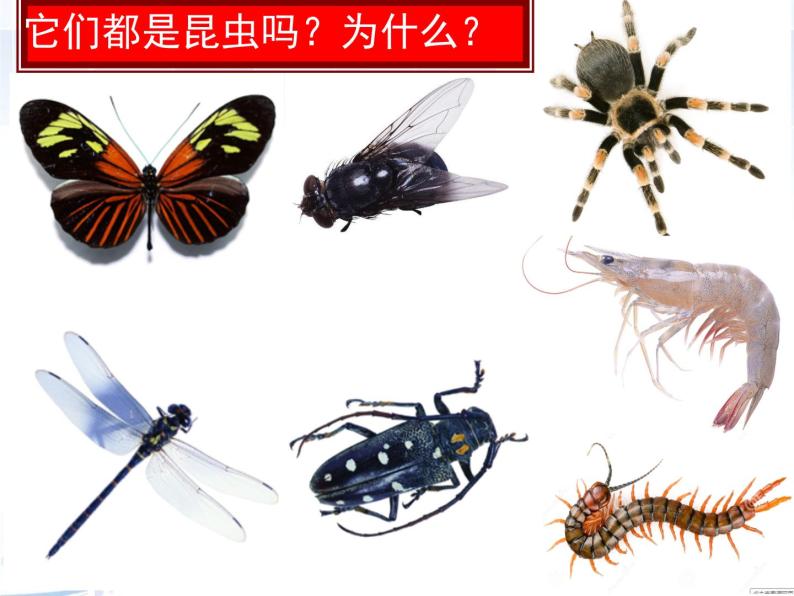 苏科版七年级下册生物 12.2昆虫 课件02