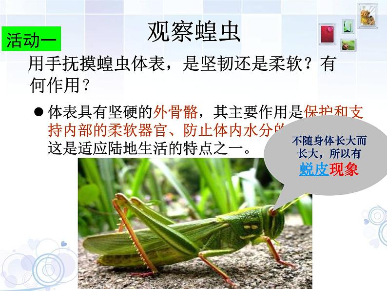 苏科版七年级下册生物 12.2昆虫 课件04