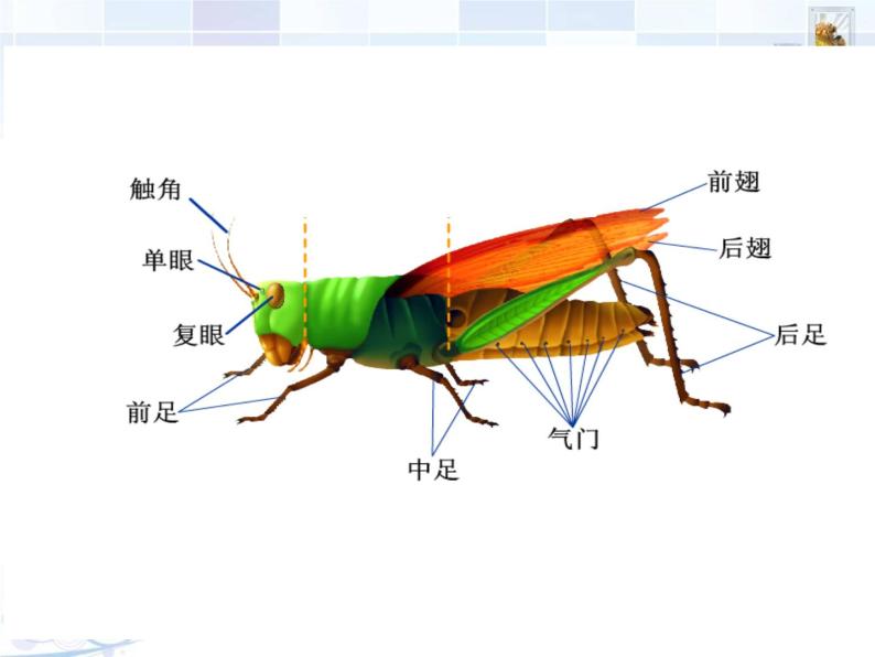 苏科版七年级下册生物 12.2昆虫 课件06
