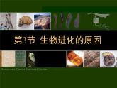 苏科版八年级下册生物 23.3生物进化的原因 课件