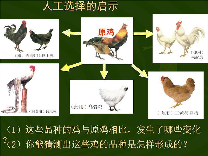 苏科版八年级下册生物 23.3生物进化的原因 课件08