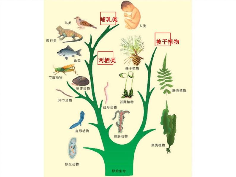 苏科版八年级下册生物 23.2生物进化的历程 课件第5页