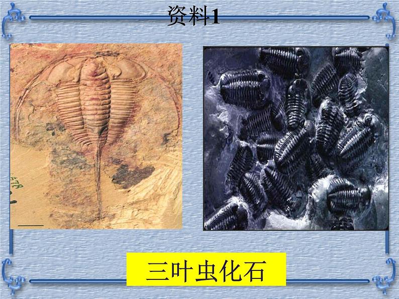 苏科版八年级下册生物 23.2生物进化的历程 课件第8页