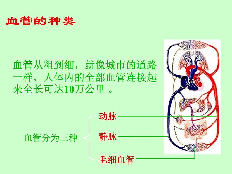 苏教版七年级下册生物 10.2人体的血液循环 课件02