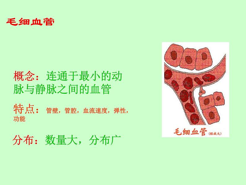 苏教版七年级下册生物 10.2人体的血液循环 课件05