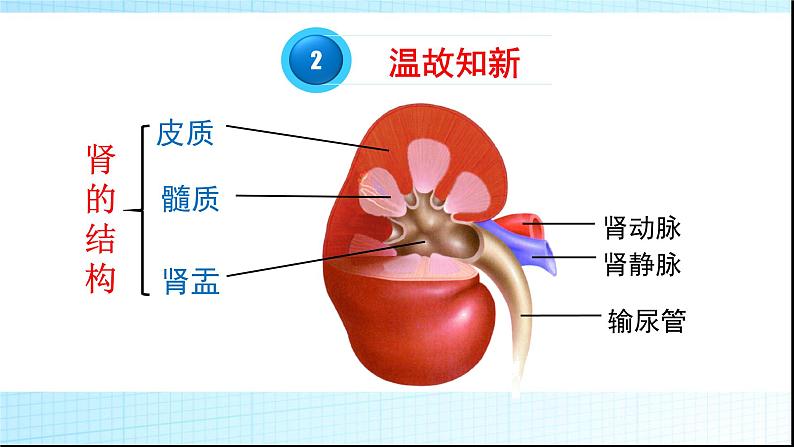 济南版七年级下册生物 4.1尿液的形成和排出 课件第3页