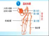 济南版七年级下册生物 4.1尿液的形成和排出 课件