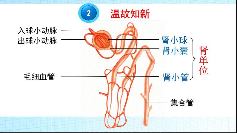 济南版七年级下册生物 4.1尿液的形成和排出 课件第4页