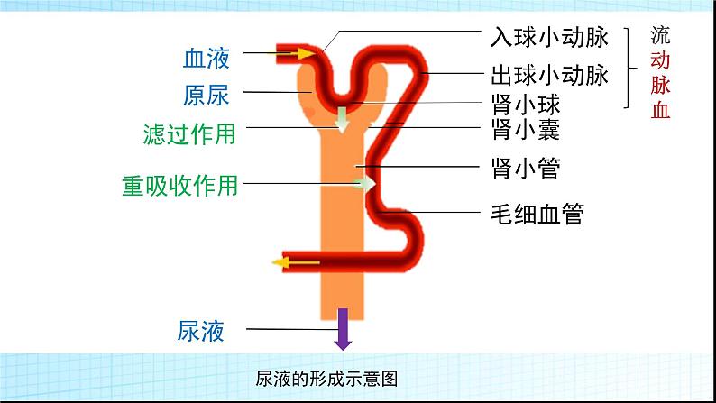 济南版七年级下册生物 4.1尿液的形成和排出 课件第6页