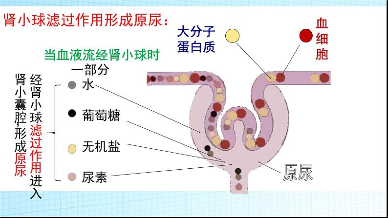 济南版七年级下册生物 4.1尿液的形成和排出 课件第8页