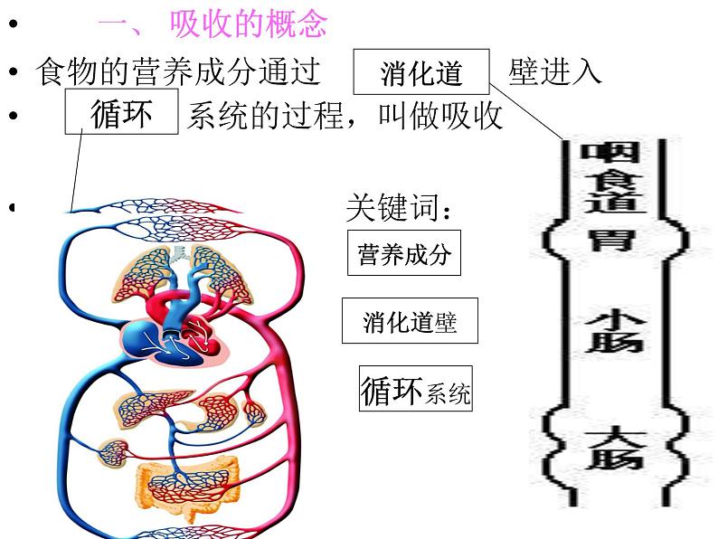 冀教版七年级下册生物 1.3营养物质的吸收和利用 课件第5页