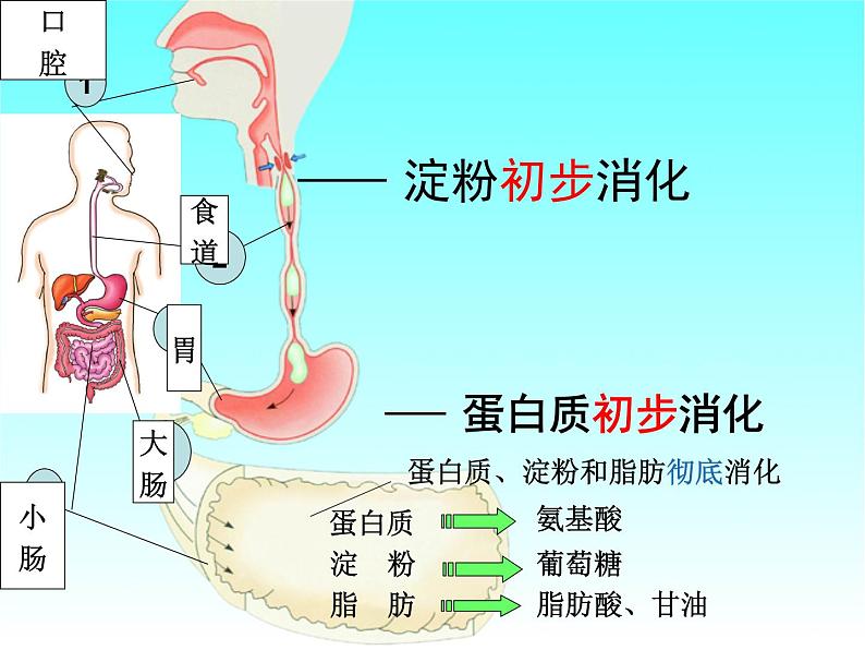 冀教版七年级下册生物 1.3营养物质的吸收和利用 课件第7页